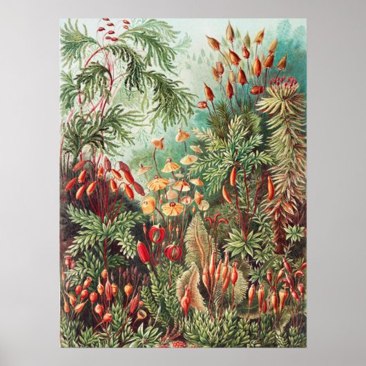 Mosses, Muscinae Laubmoose door Ernst Haeckel Poster (Voorkant)