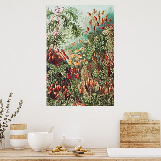 Mosses, Muscinae Laubmoose door Ernst Haeckel Poster (Keuken)