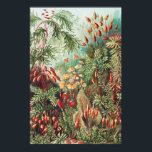 Mosses, Muscinae Laubmoose door Ernst Haeckel Poster<br><div class="desc">Muscinae Laubmoose door Ernst Haeckel  Plant Poster</div>