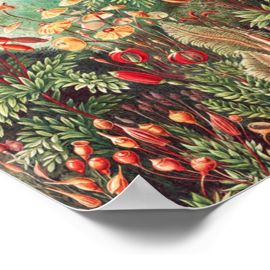 Mosses, Muscinae Laubmoose door Ernst Haeckel Poster (Hoek)