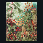 Mosses, Muscinae Laubmoose door Ernst Haeckel Poster<br><div class="desc">Muscinae Laubmoose door Ernst Haeckel  Plant Poster</div>