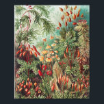Mosses, Muscinae Laubmoose door Ernst Haeckel Poster<br><div class="desc">Muscinae Laubmoose door Ernst Haeckel  Plant Poster</div>