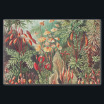 Mosses, Muscinae Laubmoose door Ernst Haeckel Tissuepapier<br><div class="desc">Muscinae Laubmoose van Ernst Haeckel  Planten Weefpapier</div>