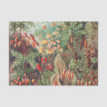 Mosses, Muscinae Laubmoose door Ernst Haeckel Tissuepapier<br><div class="desc">Muscinae Laubmoose van Ernst Haeckel  Planten Weefpapier</div>