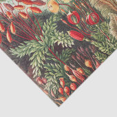 Mosses, Muscinae Laubmoose door Ernst Haeckel Tissuepapier (Detail)