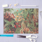 Mosses, Muscinae Laubmoose door Ernst Haeckel Tissuepapier (Craft)