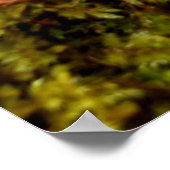 Mosses Poster (Hoek)