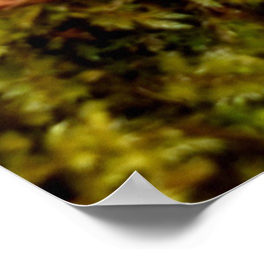 Mosses Poster (Hoek)