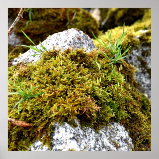 Mosses Poster (Voorkant)