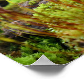 Mosses Poster (Hoek)