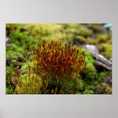 Mosses Poster (Voorkant)