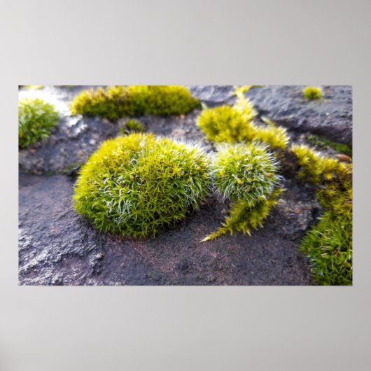 Mosses Poster (Voorkant)