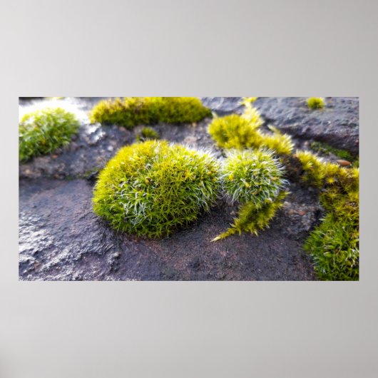 Mosses Poster (Voorkant)
