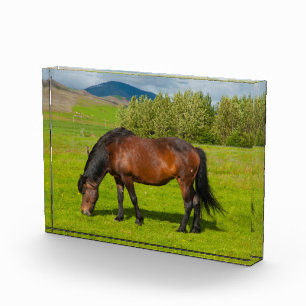 Mossfellsbaer IJslands paard Fotoblokken