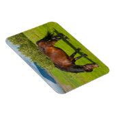 Mossfellsbaer IJslands paard Magneet (Rechterzijde)
