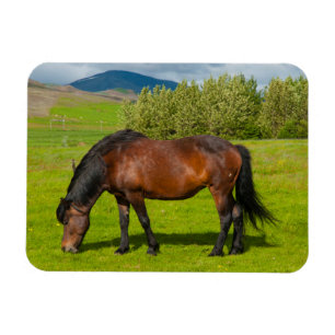 Mossfellsbaer IJslands paard Magneet