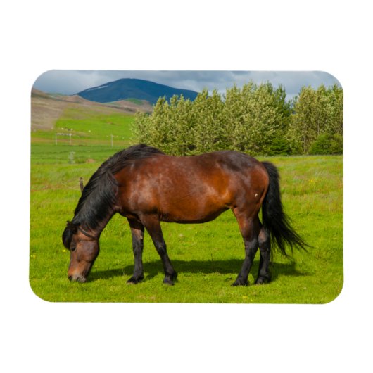Mossfellsbaer IJslands paard Magneet (Horizontaal)