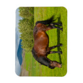 Mossfellsbaer IJslands paard Magneet (Verticaal)
