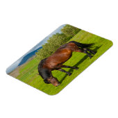 Mossfellsbaer IJslands paard Magneet (Linkerzijde)
