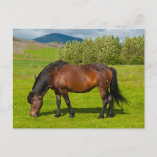 Mossfellsbaer IJslandse paarden Briefkaart