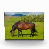 Mossfellsbaer IJslandse paarden Fotoblokken (Voorkant)