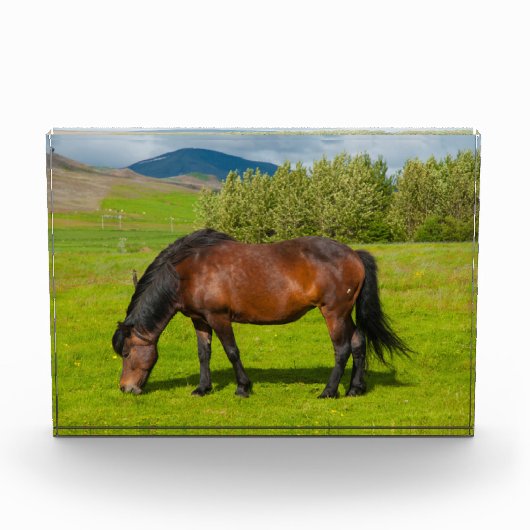 Mossfellsbaer IJslandse paarden Fotoblokken (Voorkant)