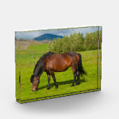 Mossfellsbaer IJslandse paarden Fotoblokken (Links)