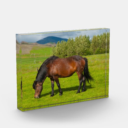 Mossfellsbaer IJslandse paarden Fotoblokken (Links)