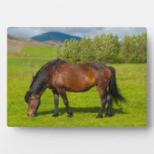 Mossfellsbaer IJslandse paarden Fotoplaat (voorkant)