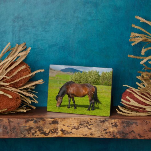 Mossfellsbaer IJslandse paarden Fotoplaat (Zijkant)