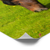 Mossfellsbaer IJslandse paarden Poster (Hoek)