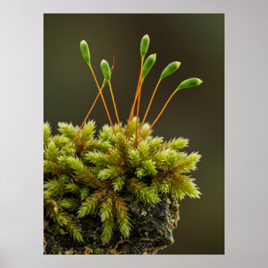 Mossmotief poster (Voorkant)