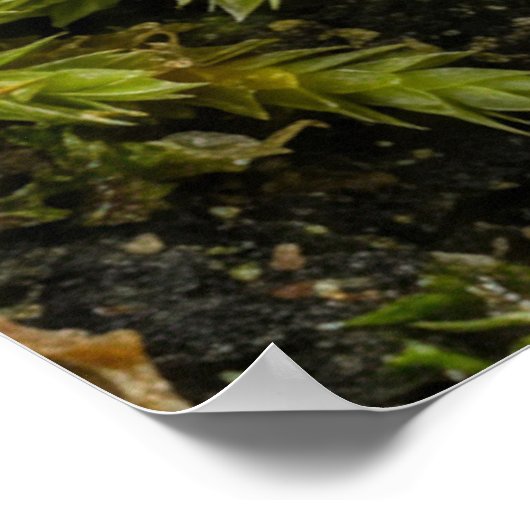 Mossmotief poster (Hoek)