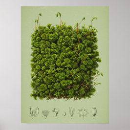 Mossmotief poster