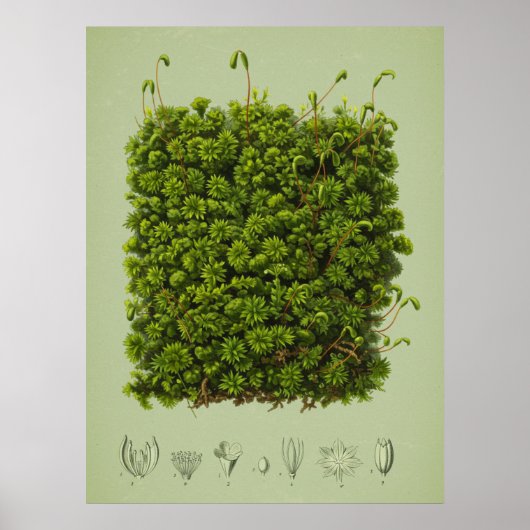 Mossmotief poster (Voorkant)