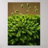 Mossmotief poster (Voorkant)