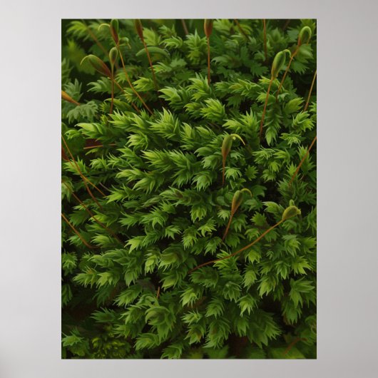 Mossmotief poster (Voorkant)