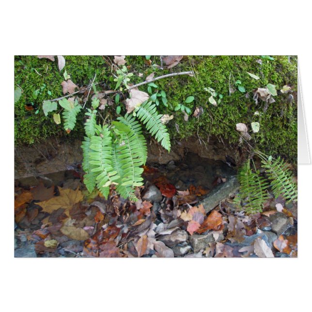 Mossy Creek Bank (Voorkant Horizontaal)