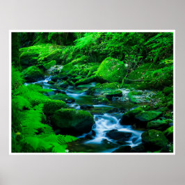 Mossy Forest Stream in Killarney National Park Poster