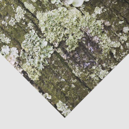 Mossy Oak Trunk Tissuepapier (Detail)