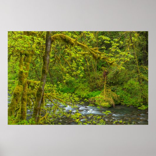 Mossy Rocks And Trees Line Eagle Creek Poster (Voorkant)