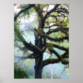 Mossy Tree in de Mist Poster (Voorkant)