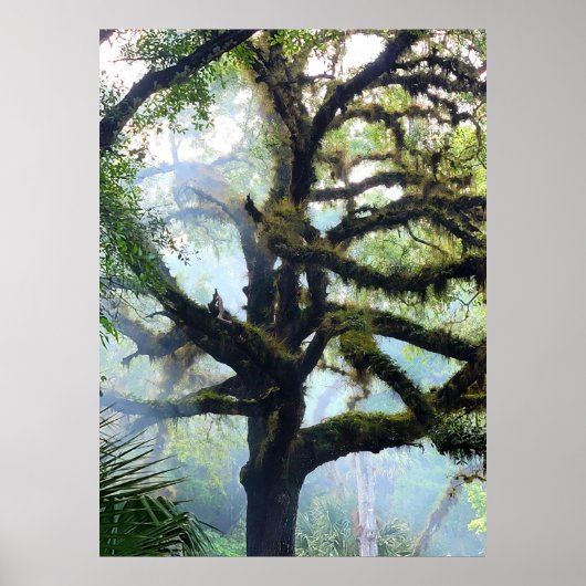 Mossy Tree in de Mist Poster (Voorkant)