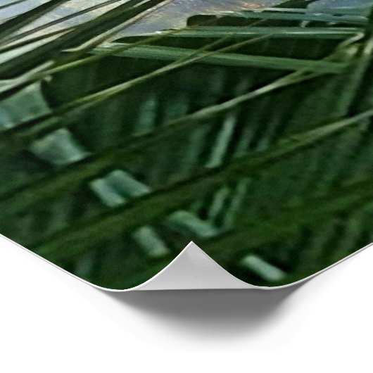 Mossy Tree in de Mist Poster (Hoek)