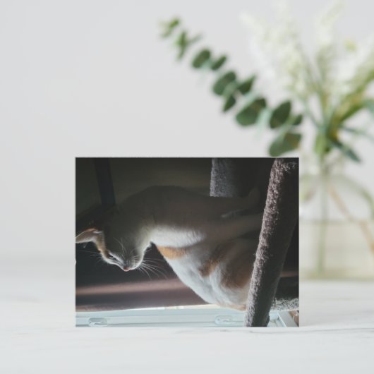 Most Dramatic Cat on Cat Tree Ever Briefkaart (Staand voorkant)