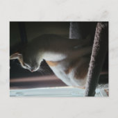 Most Dramatic Cat on Cat Tree Ever Briefkaart (Voorkant)