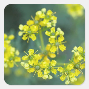 Mosterd Bloemen, Sticker vel van 20, 3,8x3,8 cm