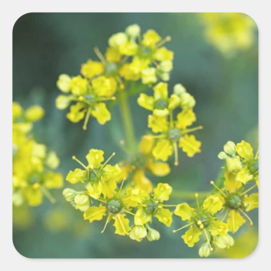 Mosterd Bloemen, Sticker vel van 20, 3,8x3,8 cm (Voorkant)