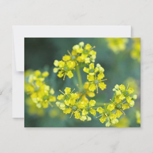 Mosterd Bloemen, Wenskaart (Voorkant)
