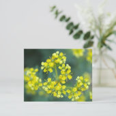 Mosterd Bloemen, Wenskaart (Staand voorkant)